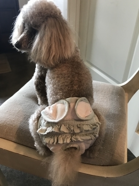 Allison, IThis is my poodle, Chanel, wearing a very comfortable and sassy “poochie panty” made totally of lin...
