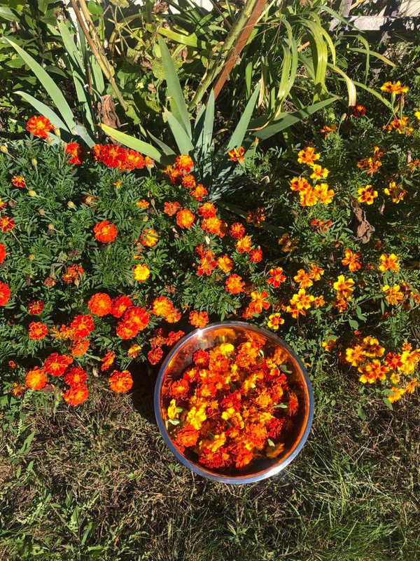 MARIA, These are the marigold flowers from my garden that I used to dye my flowy yellow Cora Half Sleeve dr...