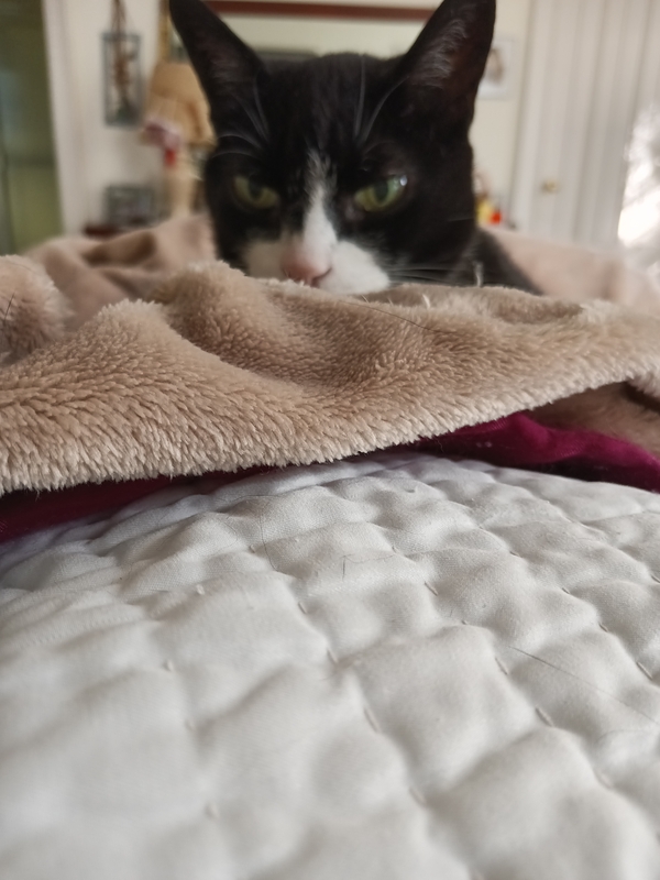 Faye, This is my cat, Medici! She is nearly 20 years old now!!! I did not make the quilt she is using........