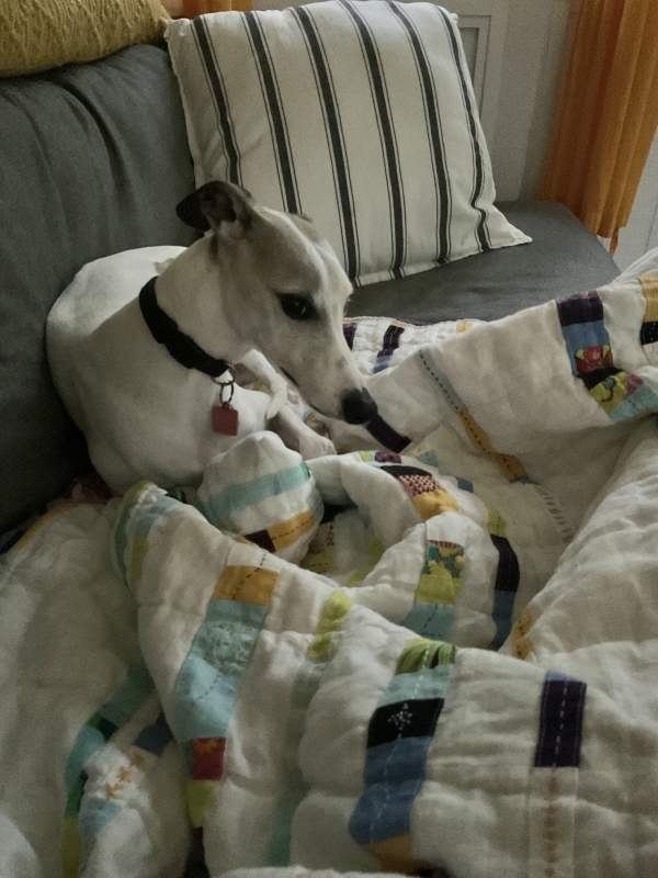 Donna, Lucy our Whippet with another quilt I made from Fabric-Store linen, and my sister’s cotton quilting...