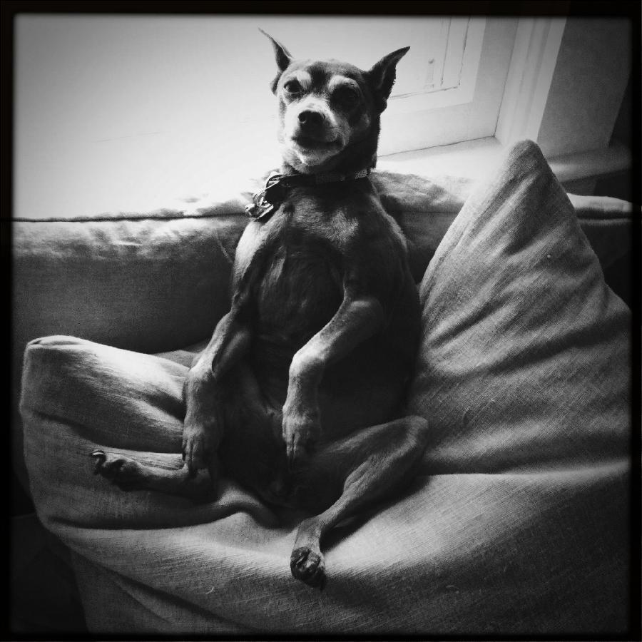 Amy, My aging miniature pinscher loving the natural linen daybed pillows I made with fabric from fabrics-...