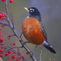 Robin