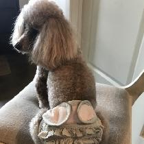 IThis is my poodle, Chanel, wearing a very comfortable and sassy “poochie panty” made totally of...