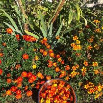 These are the marigold flowers from my garden that I used to dye my flowy yellow Cora Half Sleev...