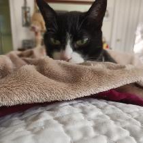 This is my cat, Medici! She is nearly 20 years old now!!! I did not make the quilt she is using....