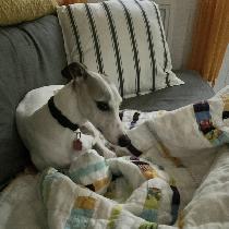 Lucy our Whippet with another quilt I made from Fabric-Store linen, and my sister’s cotton quilt...