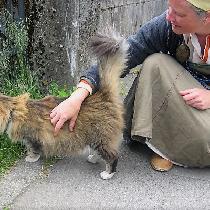 Wendy, Petting Norwegian forest cat in Reykjavi...
