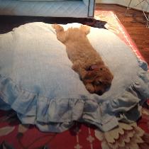 Debbie, Ruffled Doggie Bed Slipcover
Slipcover...